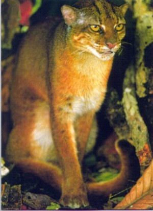 Borneo Bay cat, a little-known species endemic to the island of Borneo,