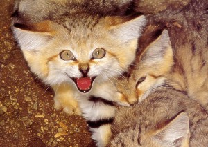 Sand Cats Pictures